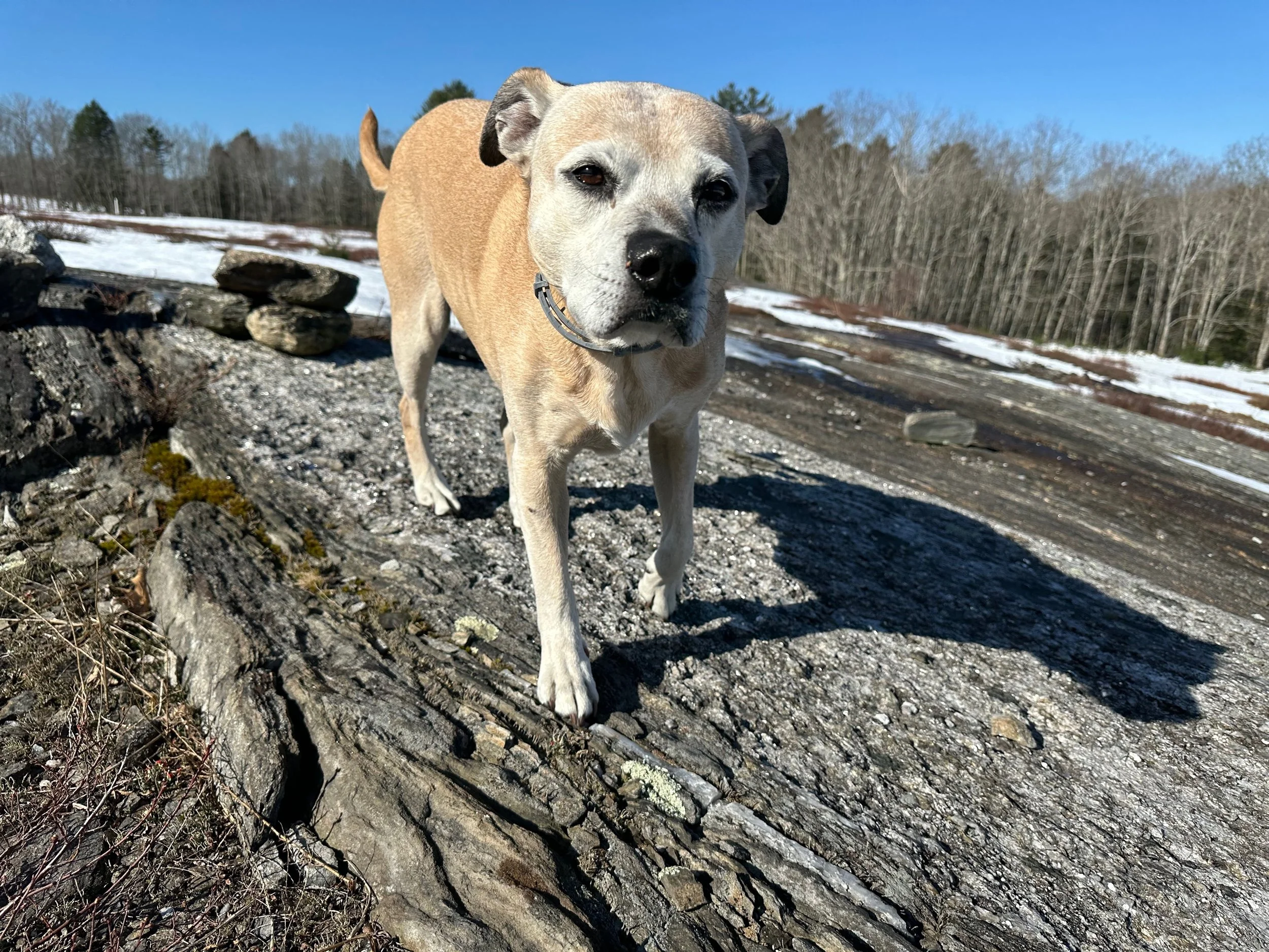 A handsome senior dog standing on the ledge at Blueberry Meadows